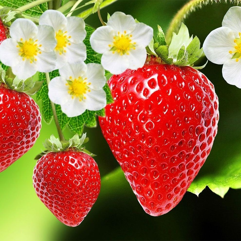 strawberryshortcakeums OnlyFans profile picture