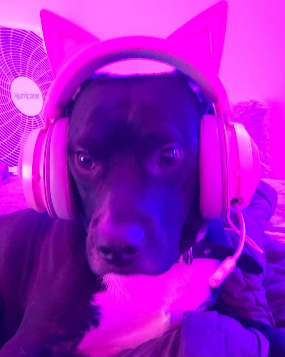 reiavalentine OnlyFans profile picture