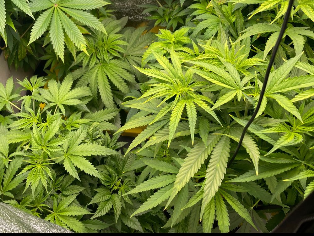 scottmojo420 OnlyFans profile picture