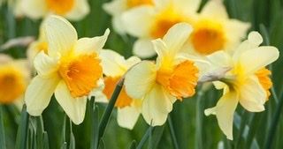 daphnedaffodil OnlyFans profile picture