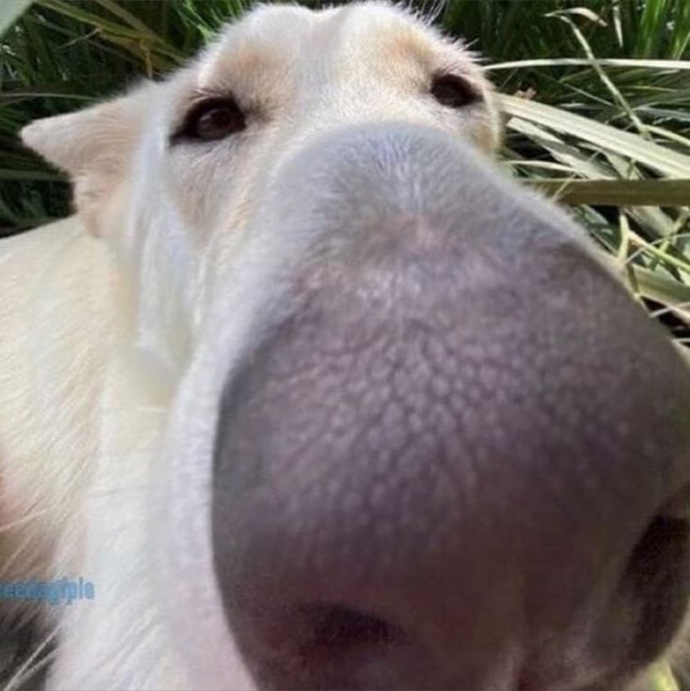 sniffmyass OnlyFans profile picture