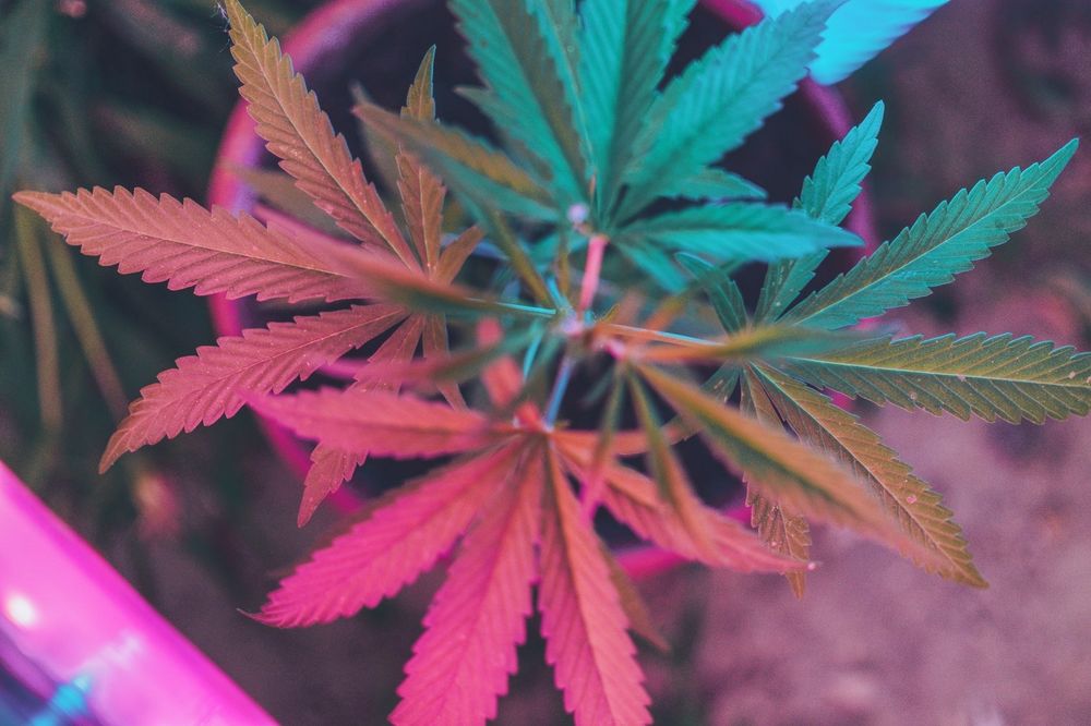 cannalips OnlyFans profile picture