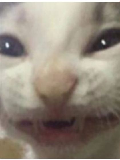 chadraccoon OnlyFans picture