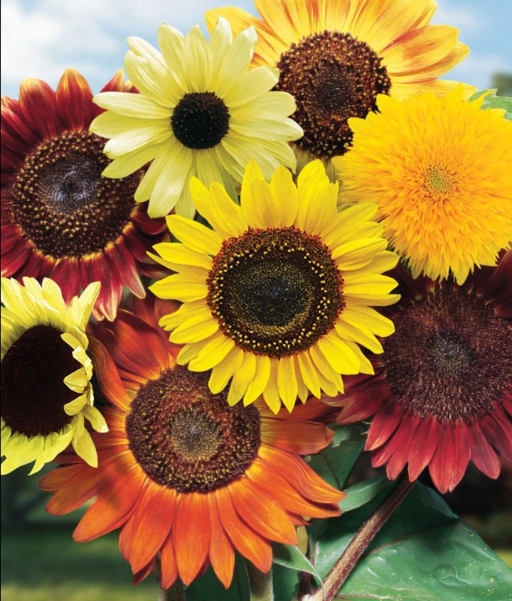 sunflowerheart OnlyFans profile picture