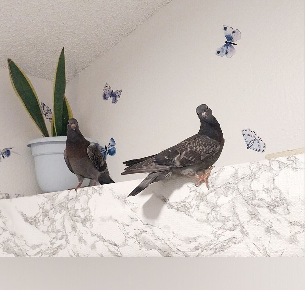 birdsofparadisedj OnlyFans profile picture