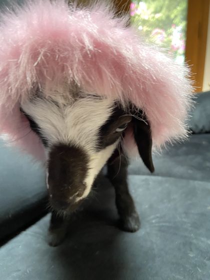 taytaygoat OnlyFans picture