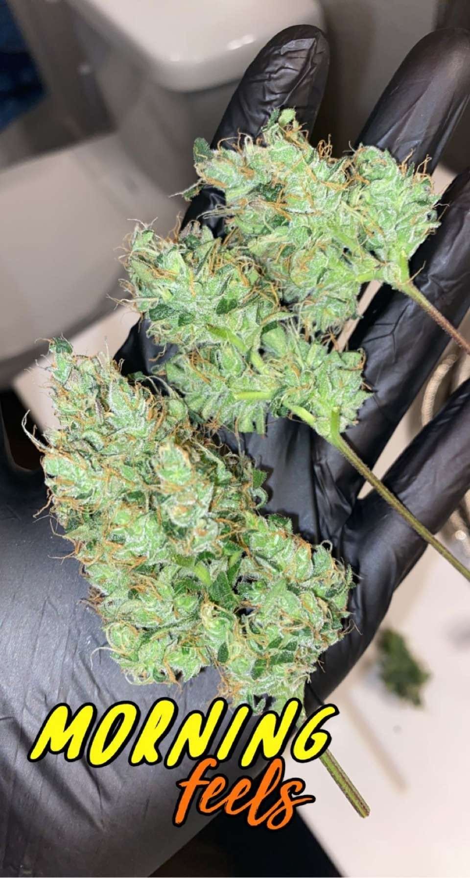 sneakzncash OnlyFans profile picture