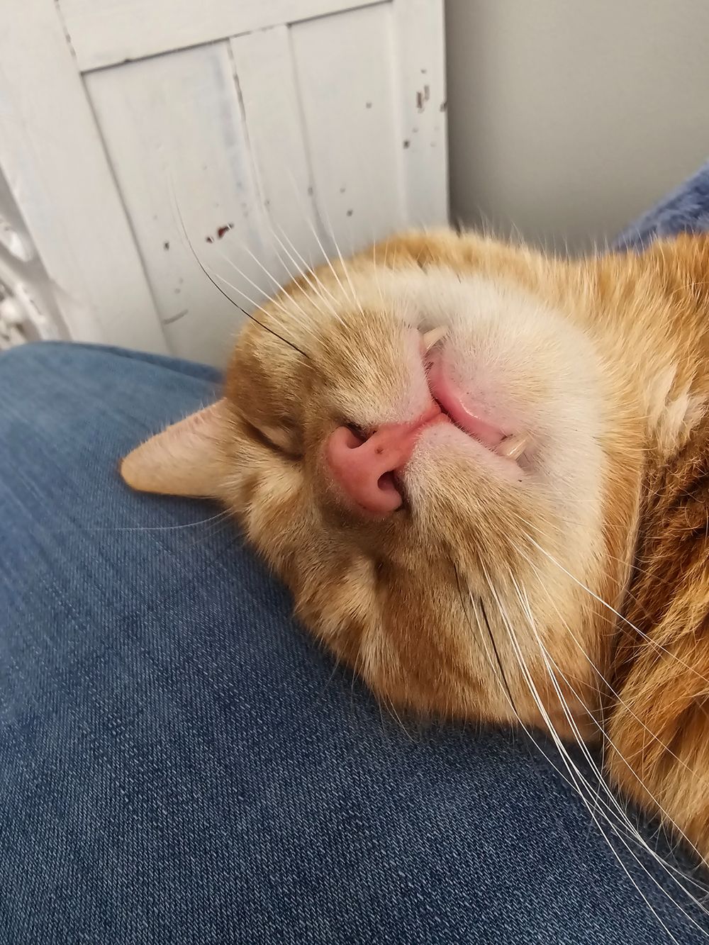 petlife OnlyFans profile picture