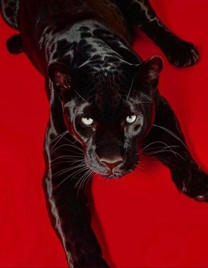 blackpantheraxo OnlyFans profile picture