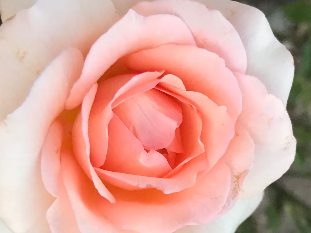tulipmaybe OnlyFans profile picture