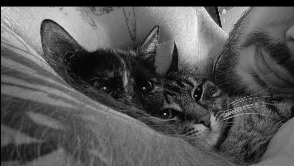 deadcatdad OnlyFans profile picture