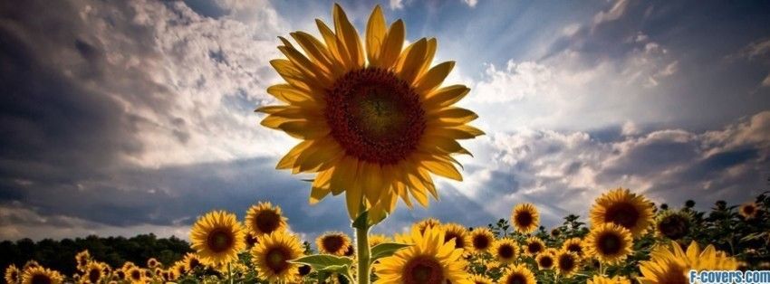 sunbaby199 OnlyFans profile picture