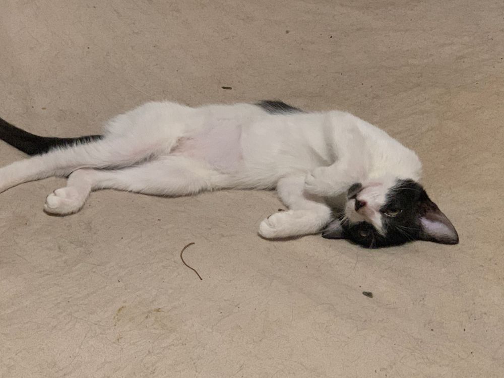 gatitostraviesos OnlyFans profile picture