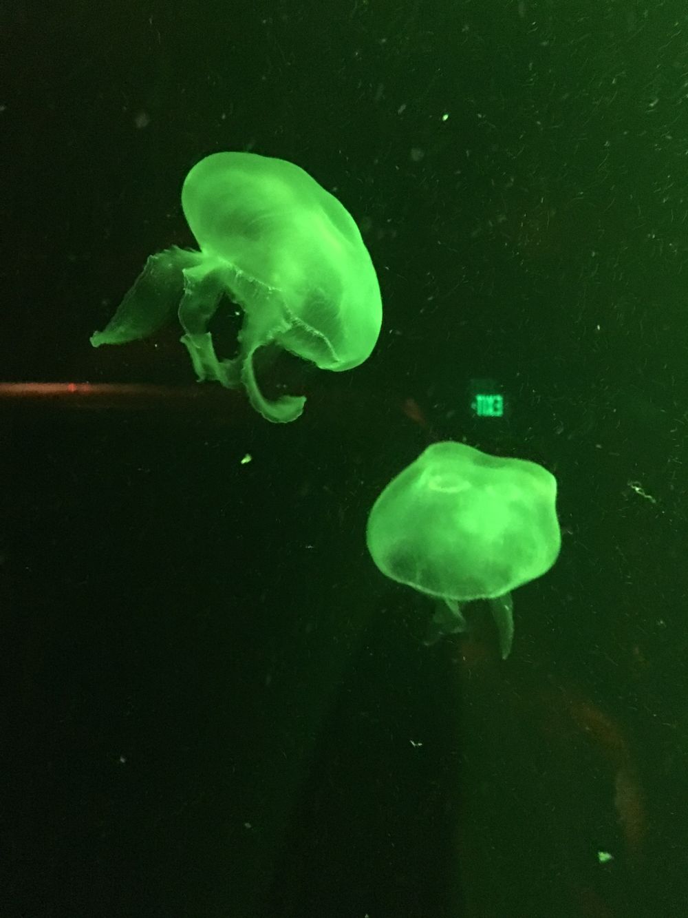 kylie_rae OnlyFans - Stats, Graphs, Photos & Profile Comparisons FansMetrics