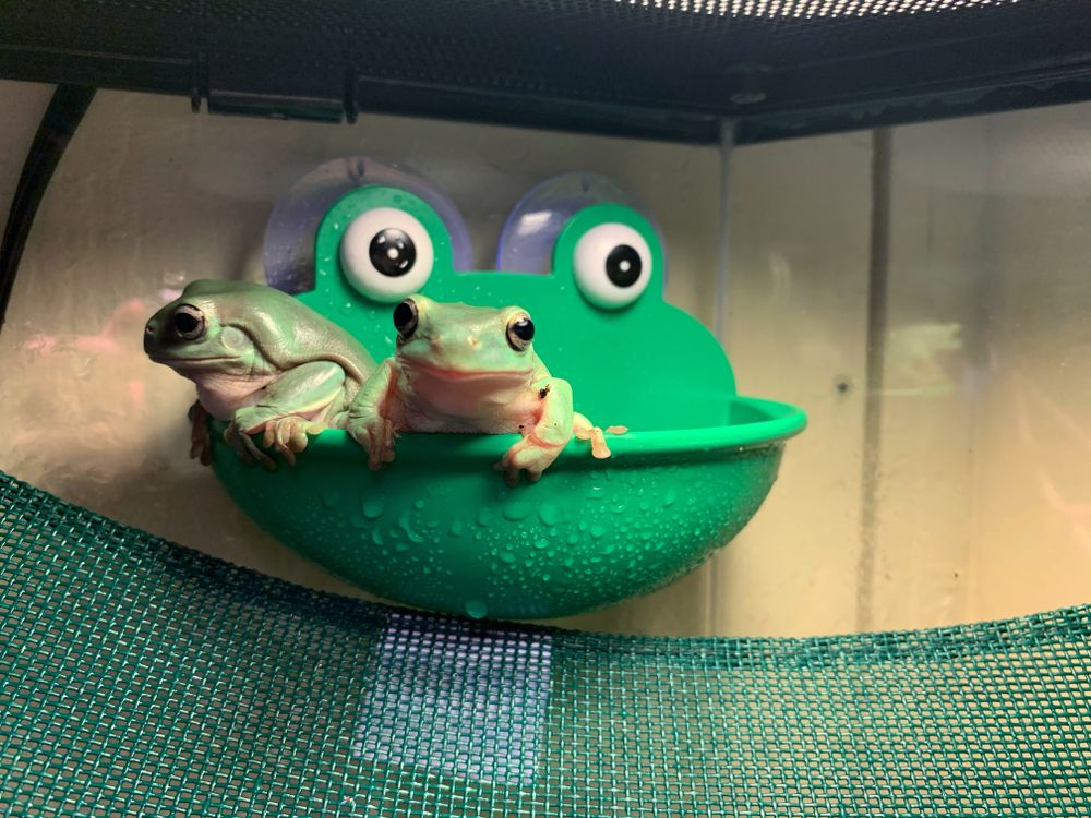 only-frogs OnlyFans profile picture
