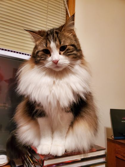 freyjathecat OnlyFans picture