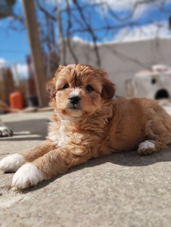 Friends of Pups