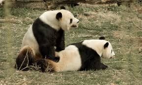 pandalovex OnlyFans profile picture