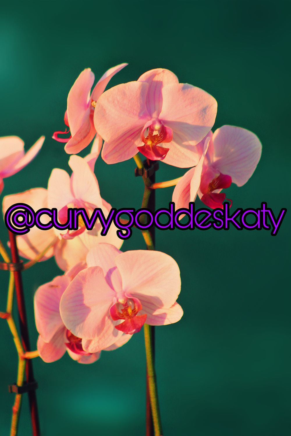 curvygoddeskatyvip OnlyFans profile picture