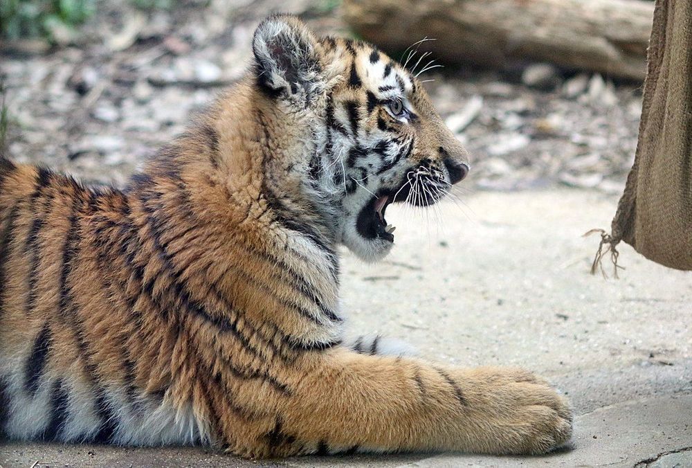 tigbutt OnlyFans profile picture