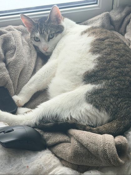 kittycatlovescuddles OnlyFans picture