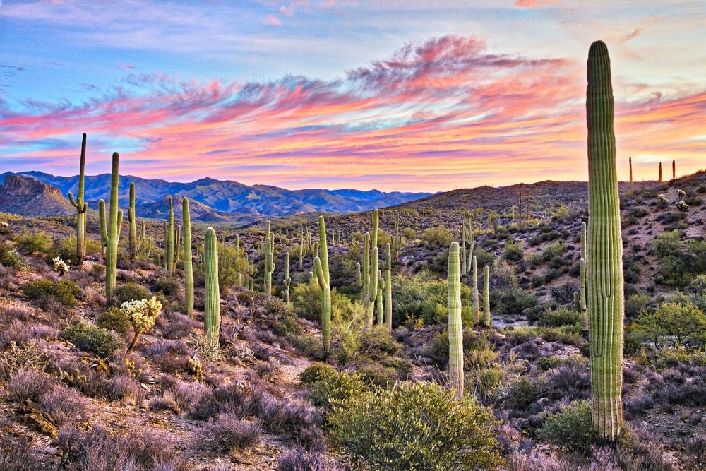 arizonacub OnlyFans profile picture