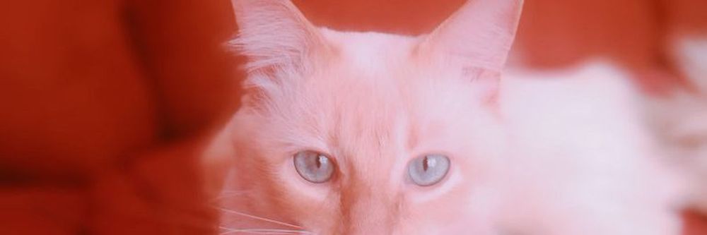 mamiyassss OnlyFans profile picture