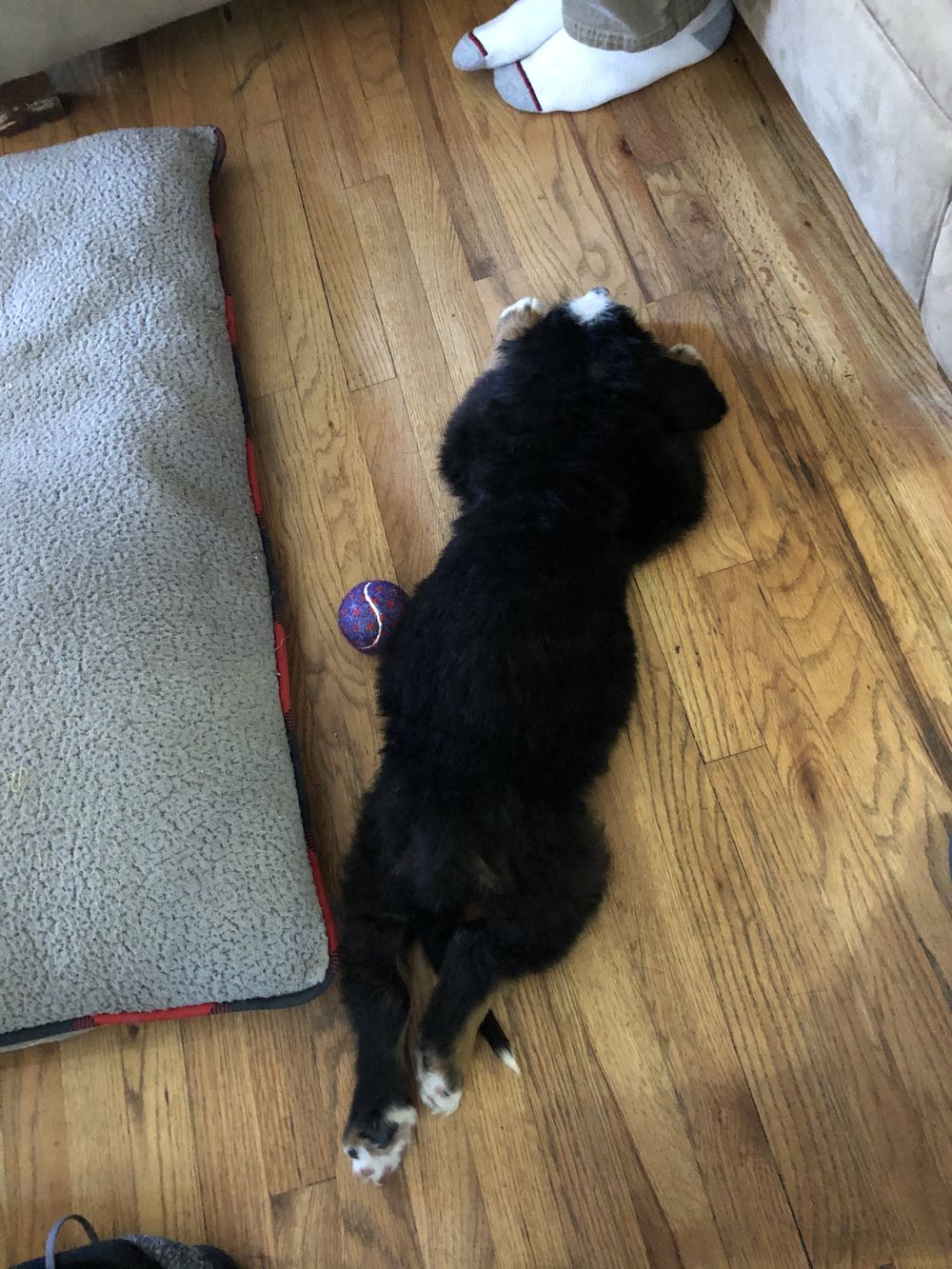 thiccsodacan OnlyFans profile picture