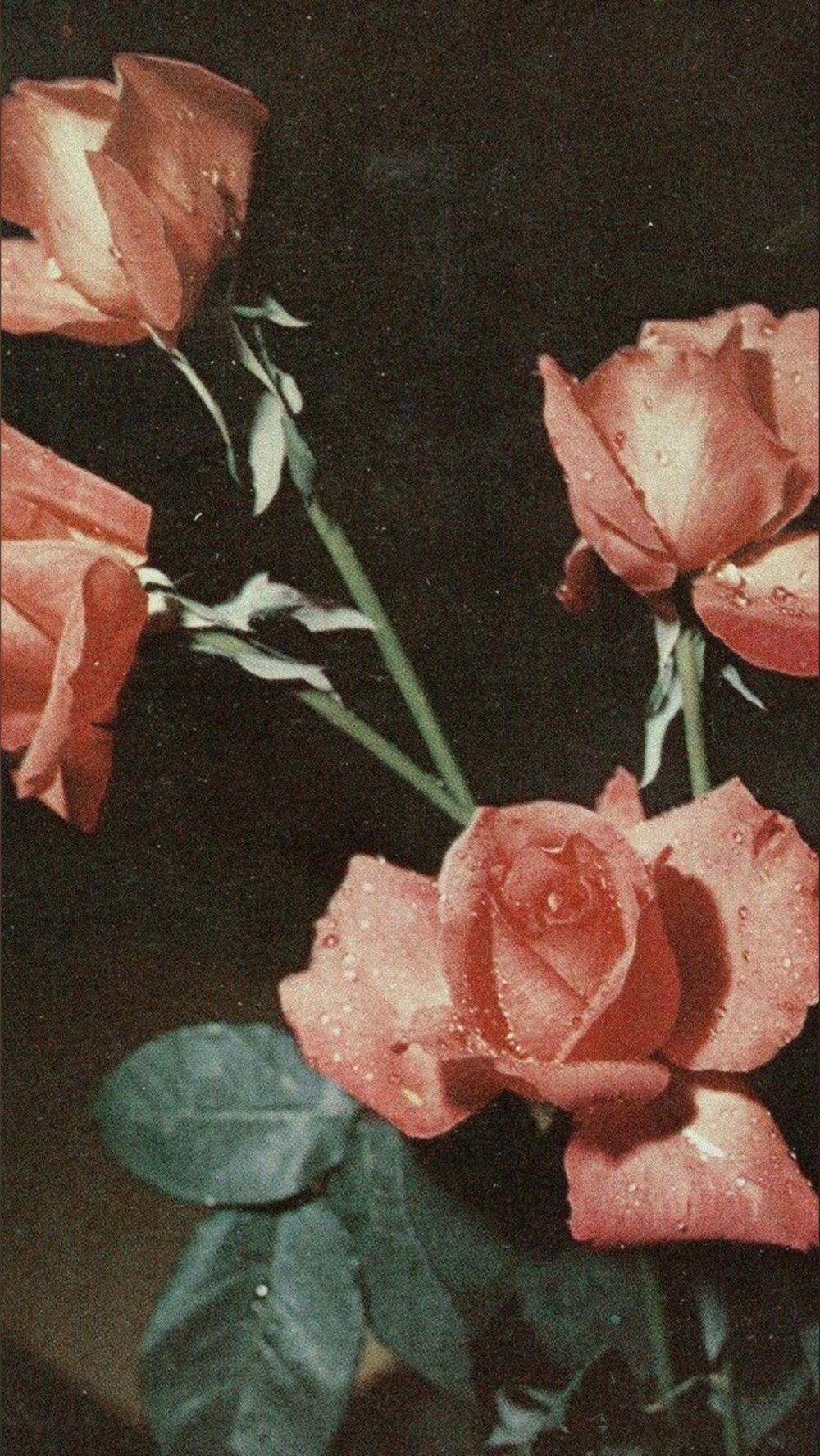 wildirishroseforever OnlyFans profile picture