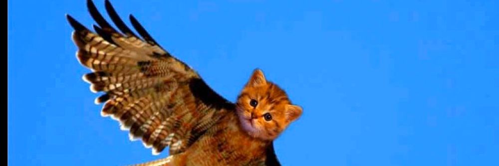 kittyhawkbb OnlyFans profile picture