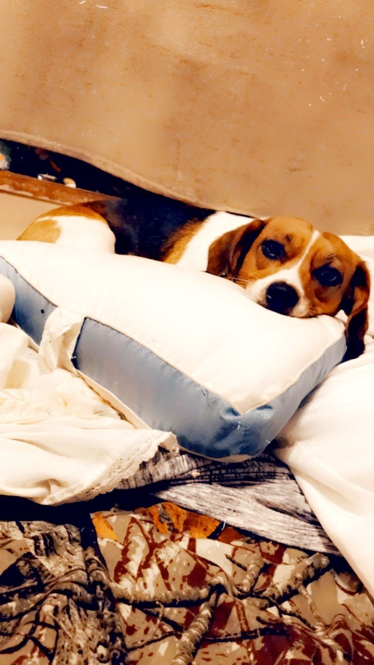 swesterviller OnlyFans profile picture