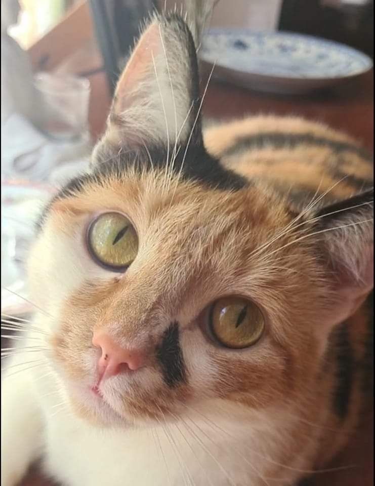 dailyanimalfeed OnlyFans profile picture