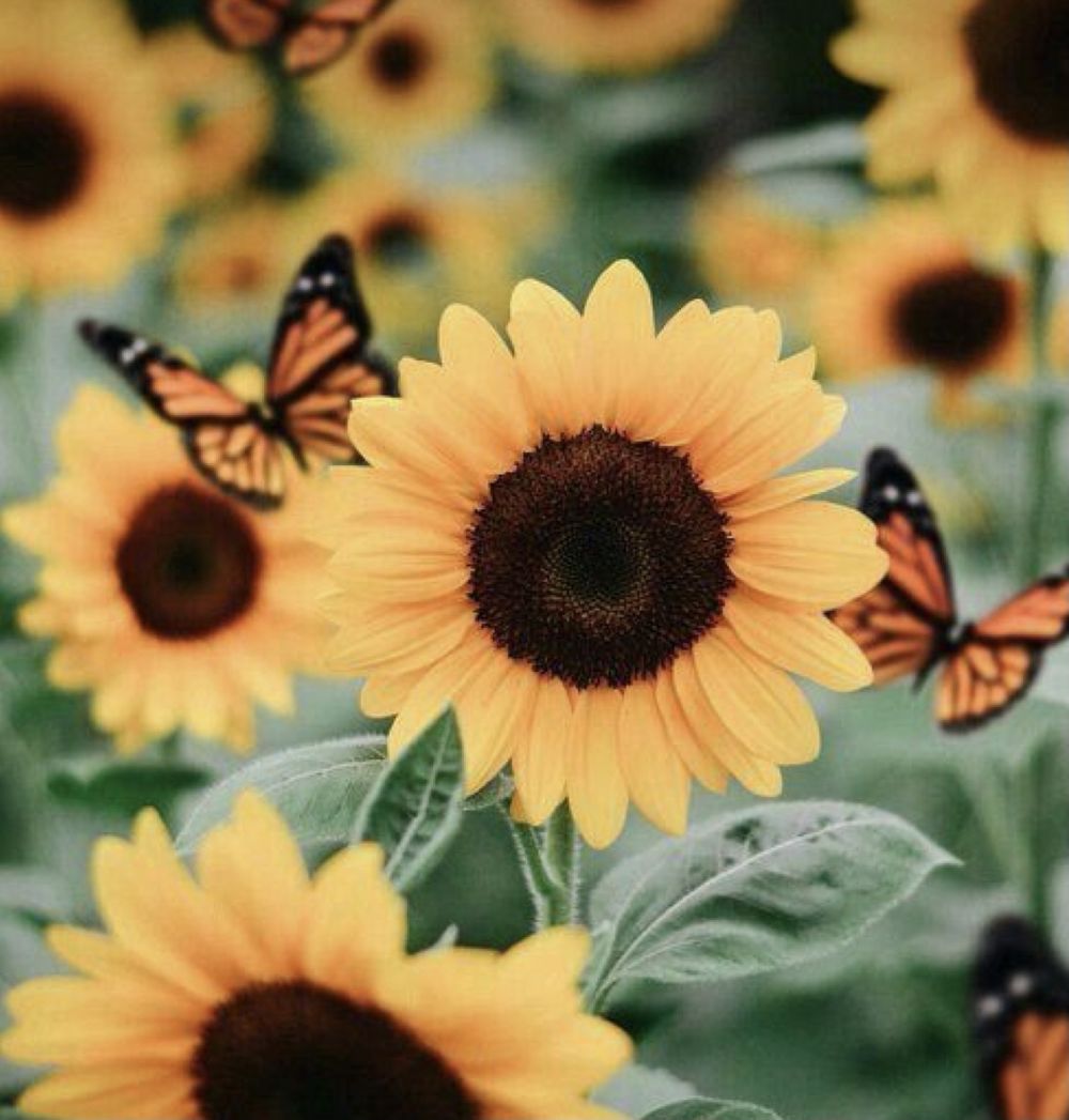 wildflower1001 OnlyFans profile picture