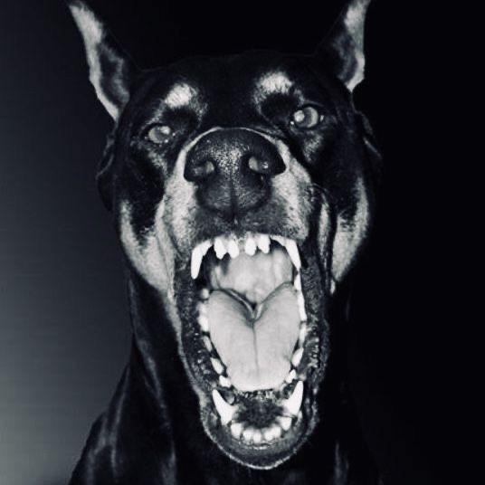 perropresa OnlyFans profile picture