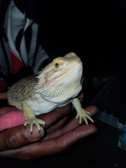 reptilemaster OnlyFans picture