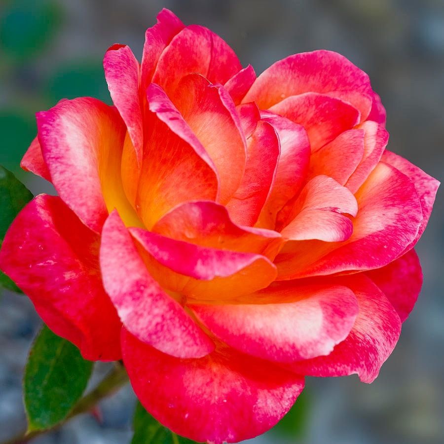 soy_una_rosa OnlyFans profile picture
