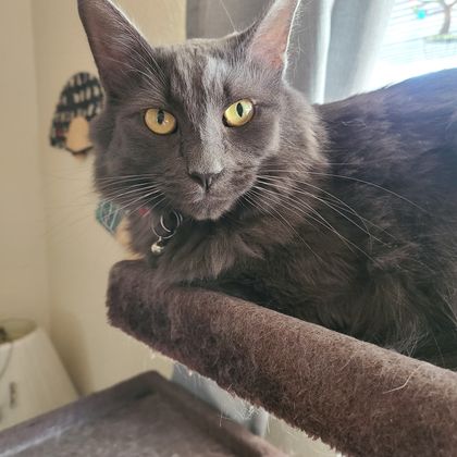 emberthecat OnlyFans picture