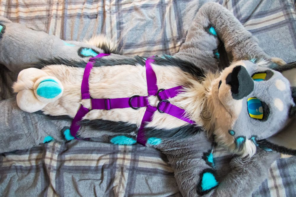 kylomew OnlyFans profile picture