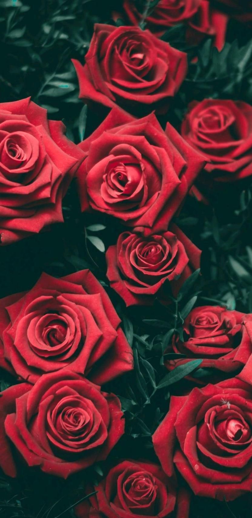 dangerousrose OnlyFans profile picture