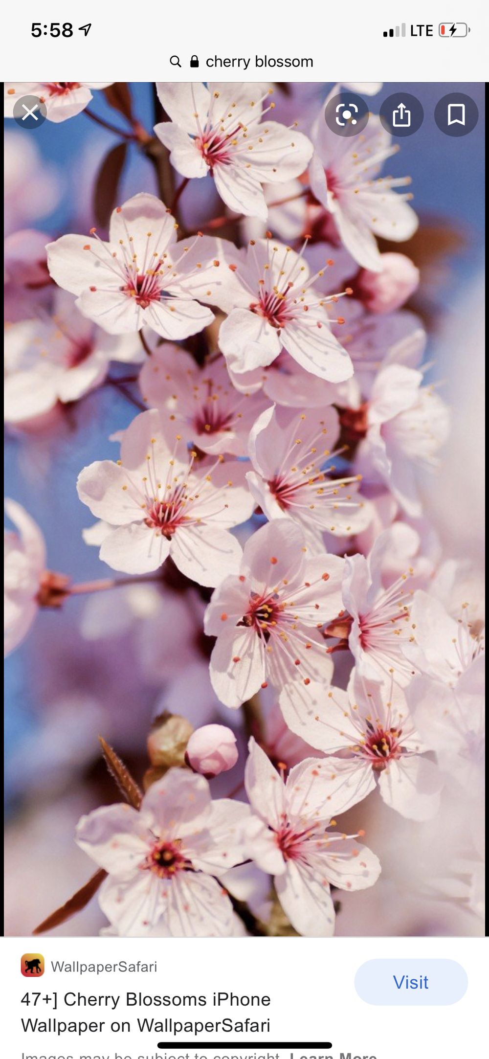 blissfulcherryblossom OnlyFans profile picture