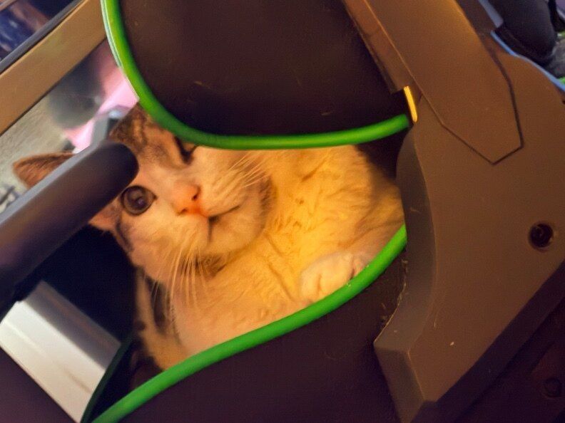 kittycatlovescuddles OnlyFans profile picture