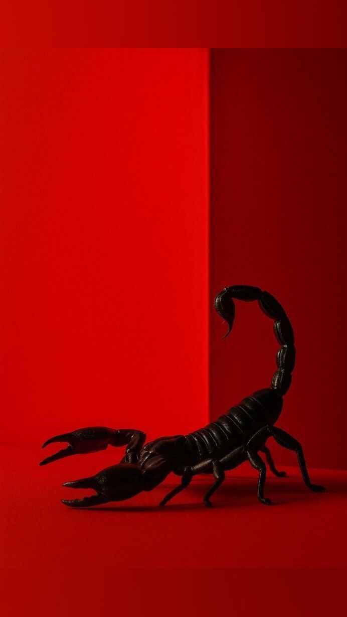 misticorpion OnlyFans profile picture