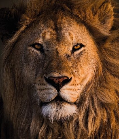 alllionsroar OnlyFans picture