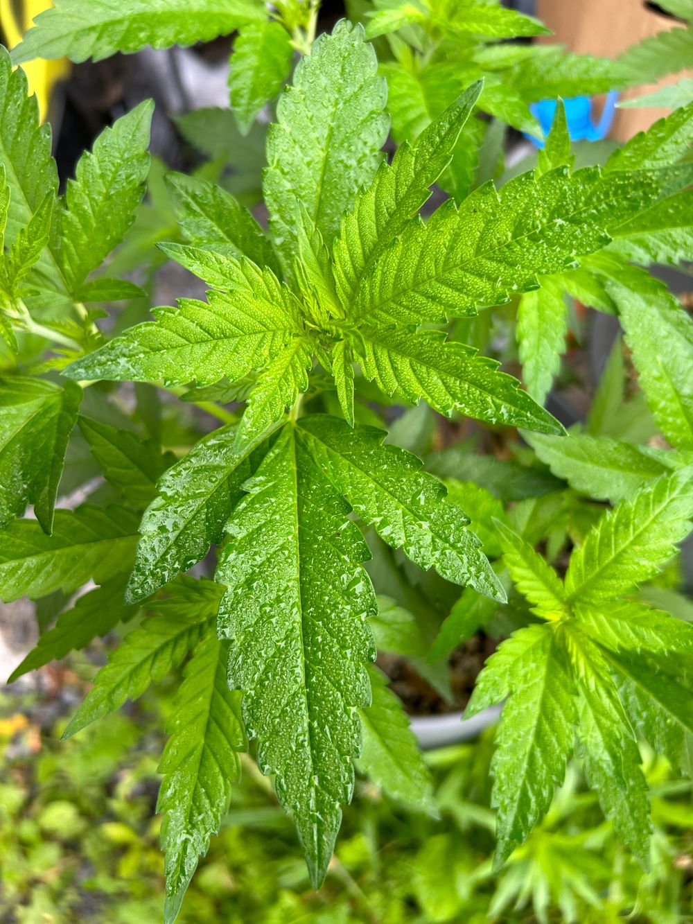 ftmstoner OnlyFans profile picture