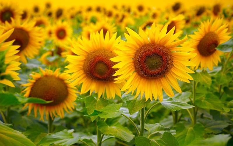 sunflowerr.93 OnlyFans profile picture