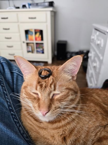 petlife OnlyFans picture