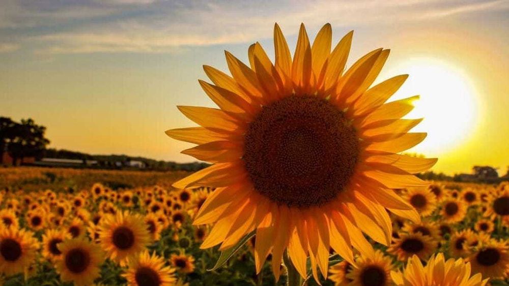 sunflowersunshine69 OnlyFans profile picture