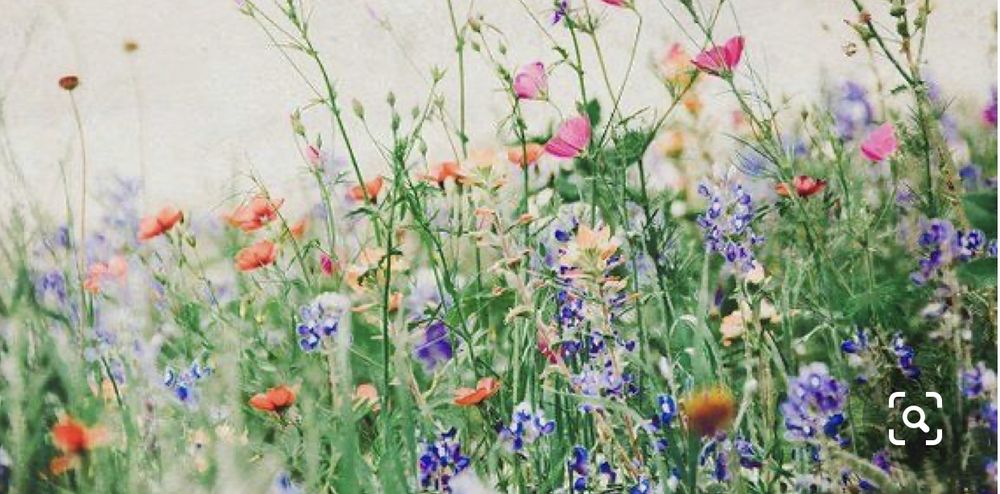 wildflower1327 OnlyFans profile picture