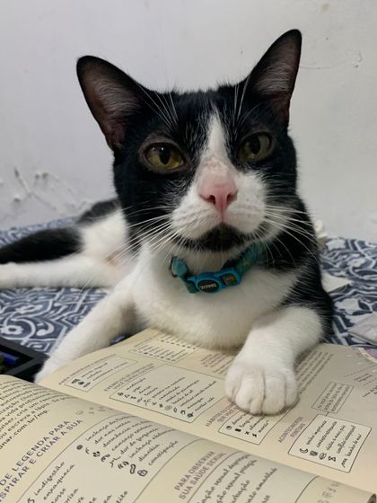 catwriter OnlyFans picture