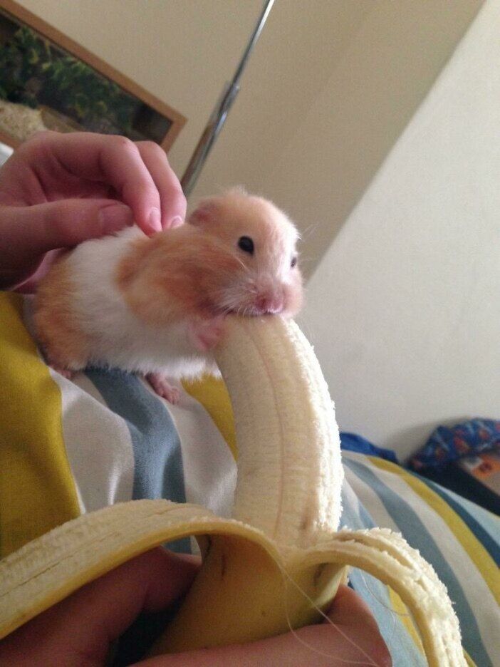 dravenmagnus OnlyFans profile picture